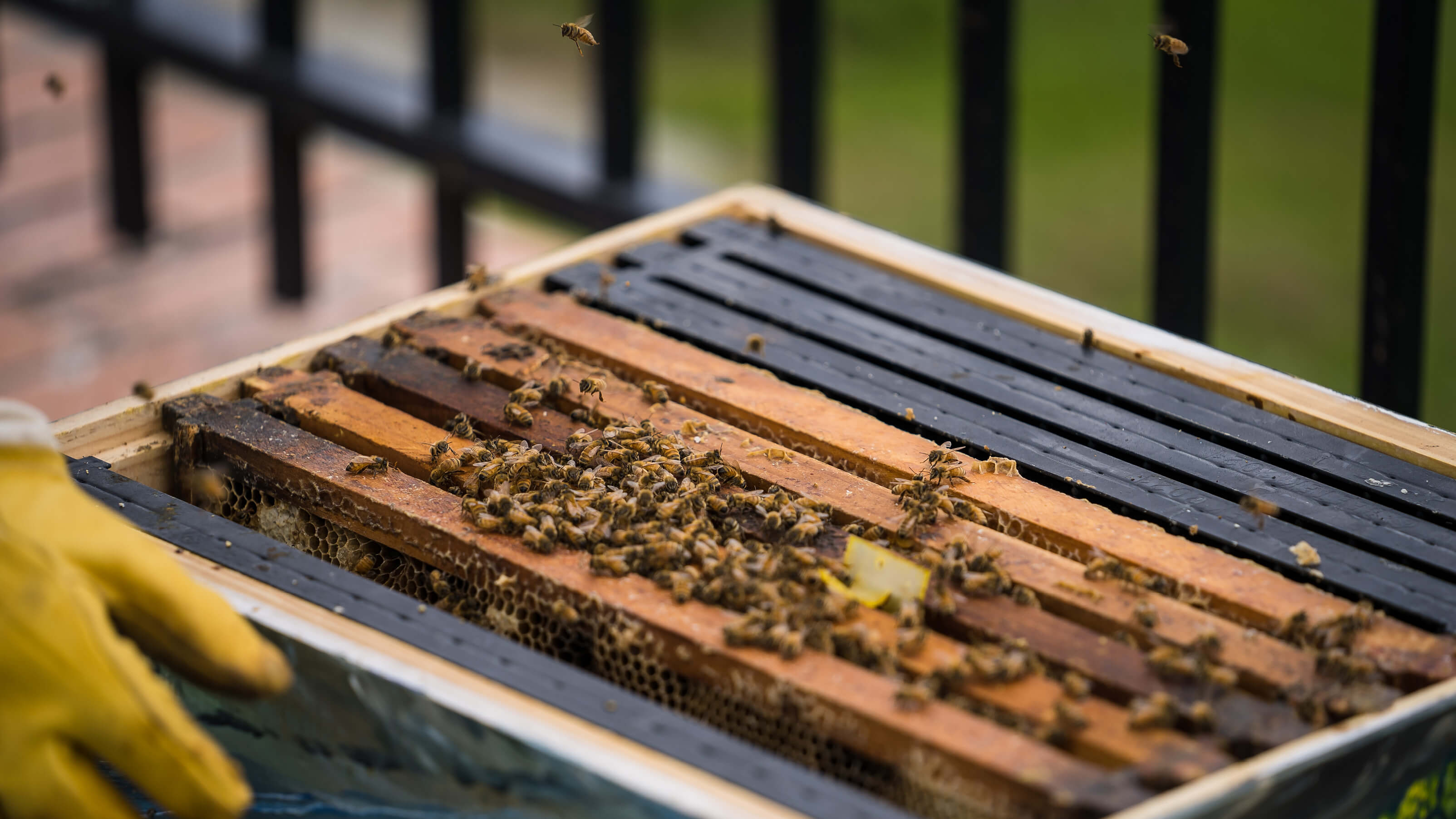 Backyard Beekeeping: A Beginner's Guide